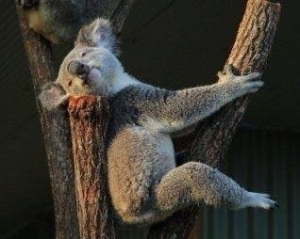 Layback koala